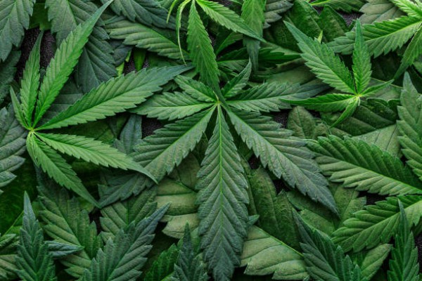 Fioriscono i cannabis shop, Carabinieri monitorano i prodotti in vendita: 42enne denunciato
